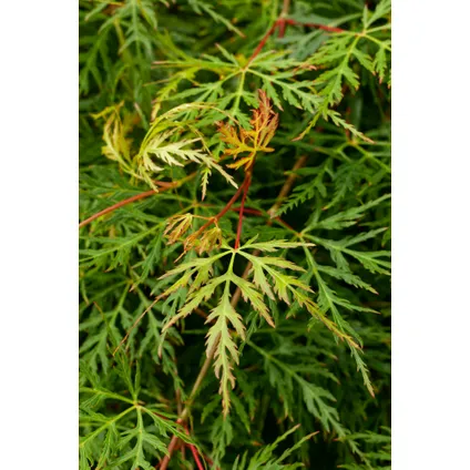 Acer palmatum 'Emerald Lace' - Japanse Esdoorn - Pot 19cm - Hoogte 60-70cm 2