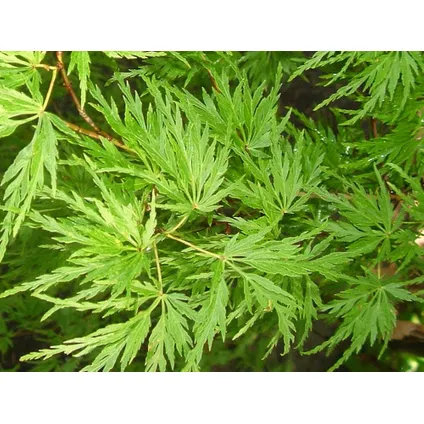 Acer palmatum 'Emerald Lace' - Japanse Esdoorn - Pot 19cm - Hoogte 60-70cm 3