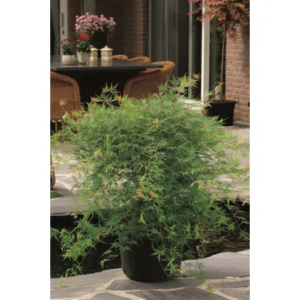 Acer palmatum 'Emerald Lace' - Japanse Esdoorn - Pot 19cm - Hoogte 60-70cm 4