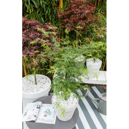 Acer palmatum 'Emerald Lace' - Japanse Esdoorn - Pot 19cm - Hoogte 60-70cm 5