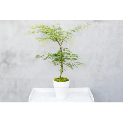 Acer palmatum 'Emerald Lace' - Japanse Esdoorn - Pot 19cm - Hoogte 60-70cm 6