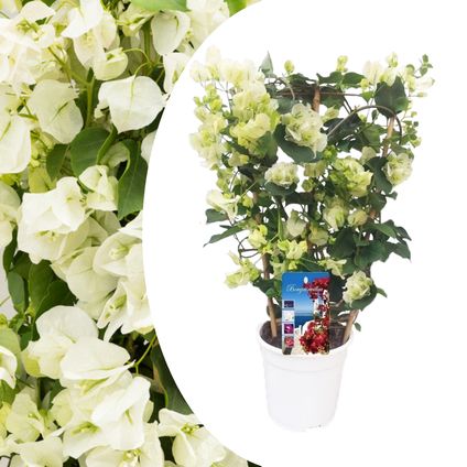 Bougainvillée sur châssis - Fleurs blanches - Pot 17cm - Hauteur 50-60cm