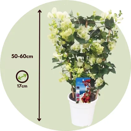 Bougainvillea op rek 'Dania' - Witte bloemen - ⌀17cm - Hoogte 50-60cm 2