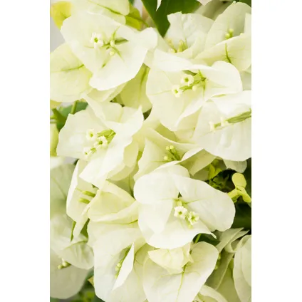 Bougainvillea op rek 'Dania' - Witte bloemen - ⌀17cm - Hoogte 50-60cm 3