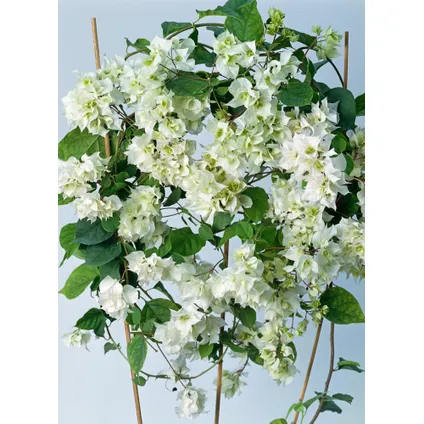 Bougainvillea op rek 'Dania' - Witte bloemen - ⌀17cm - Hoogte 50-60cm 4