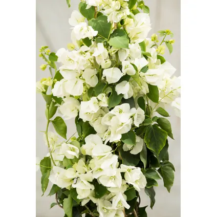 Bougainvillea op rek 'Dania' - Witte bloemen - ⌀17cm - Hoogte 50-60cm 5