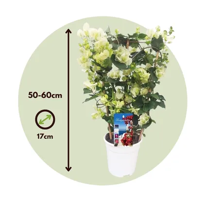 Bougainvillea op rek 'Dania' - Witte bloemen - ⌀17cm - Hoogte 50-60cm 7