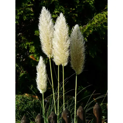 Cortaderia selloana - Set de 3 - La pampa - Blanc - Pot 9cm - Hauteur 25-40cm 2