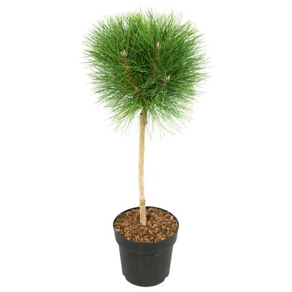 Pinus Summer Breeze - Dwergden - Pot 24cm - Hoogte 70-80cm
