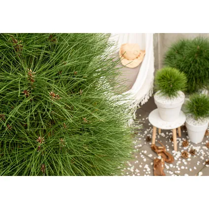 Pinus Summer Breeze - Dwergden - Pot 24cm - Hoogte 70-80cm 2
