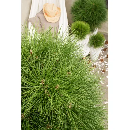 Pinus Summer Breeze - Dwergden - Pot 24cm - Hoogte 70-80cm 3