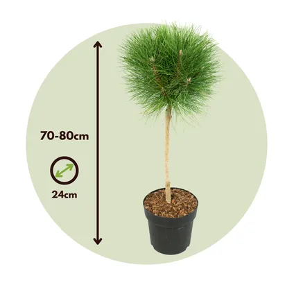 Pinus Summer Breeze - Dwergden - Pot 24cm - Hoogte 70-80cm 7