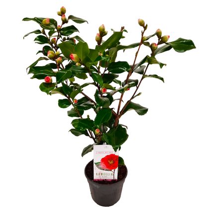 Camellia japonica 'Dr. King' - Japanse Roos - Pot 15cm - Hoogte 50-60cm