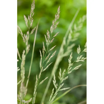 Calamagrostis Overdam - Siergras - Winterhard - Pot 23cm - Hoogte 20-30cm 2