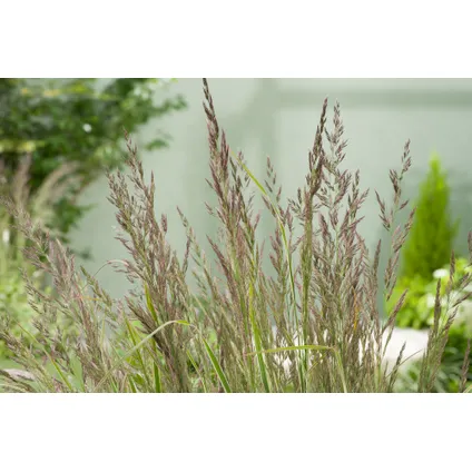 Calamagrostis Overdam - Siergras - Winterhard - Pot 23cm - Hoogte 20-30cm 3