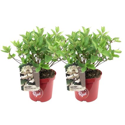 Hydrangea paniculata Wim's Red - Set van 2 - Hortensia - ⌀19cm - Hoogte 25-40cm