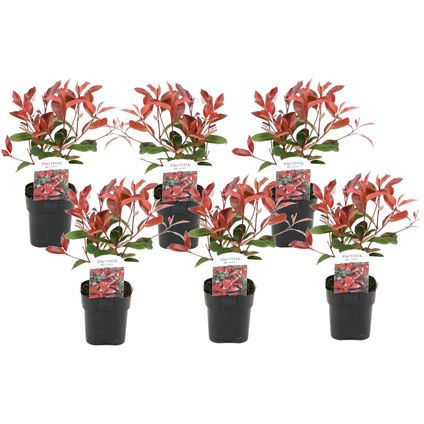 Photinia fraseri 'Red Robin' - Set de 6 - Persistantes - ⌀17cm - Hauteur 30-40cm