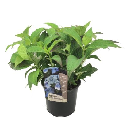 Hydrangea serrata 'Zomerglans' - Hortensia - Pot 19cm - Hoogte 25-40cm