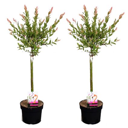 Salix Flamingo - Set van 2 - Tuinplant - Bonte Wilg - Pot 17cm - Hoogte 60-80cm