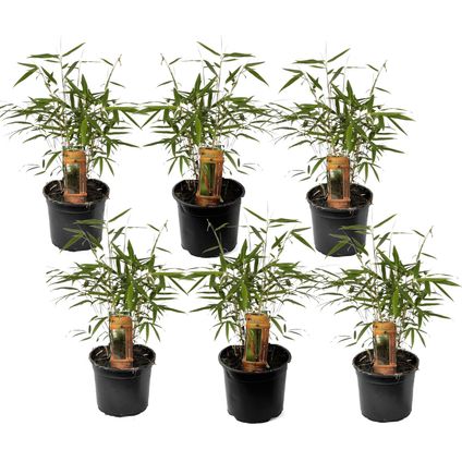 Fargesia Asian - Set de 6 - Bambou non croissant - Pot 13cm - Hauteur 25-40cm