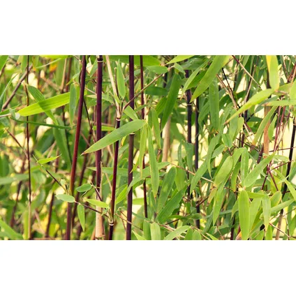 Fargesia Asian - Set van 6 - Niet woekerende Bamboe - Pot 13cm - Hoogte 25-40cm 2