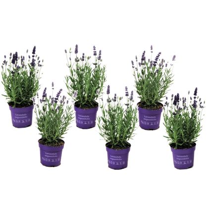 Lavendelplant - Lavandula angustifolia - Set van 6 - ⌀10,5cm - Hoogte 10-15cm