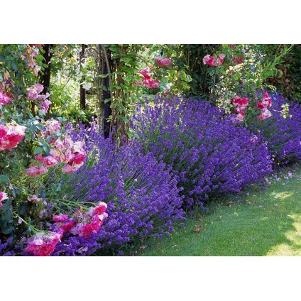 Lavendelplant - Lavandula angustifolia - Set van 6 - ⌀10,5cm - Hoogte 10-15cm 4