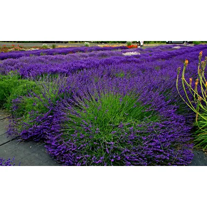 Lavendelplant - Lavandula angustifolia - Set van 6 - ⌀10,5cm - Hoogte 10-15cm 6
