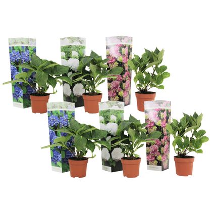 Hydrangea macrophylla - Mix van 6 - Hortensia - Pot 10,5cm - Hoogte 25-40cm