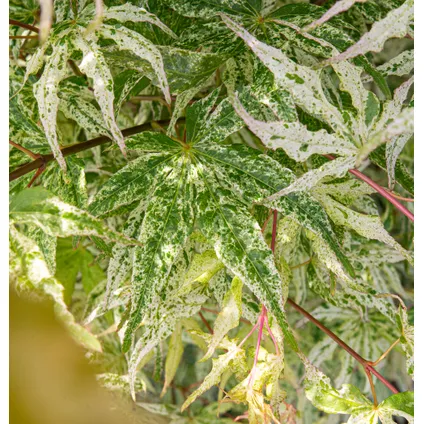 Acer palmatum 'Ukigumo' - Érable japonais - Pot 19cm - Hauteur 50-60cm 2