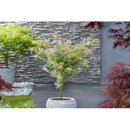 Acer palmatum 'Ukigumo' - Japanse Esdoorn - Pot 19cm - Hoogte 50-60cm 5