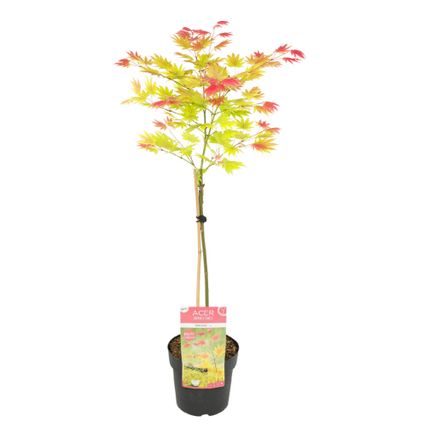 Acer palmatum 'Lever de lune' - Érable japonais - Pot 19cm - Hauteur 80-90cm