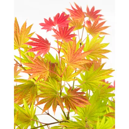 Acer palmatum 'Moonrise' - Japanse esdoorn - Pot 19cm - Hoogte 80-90cm 2