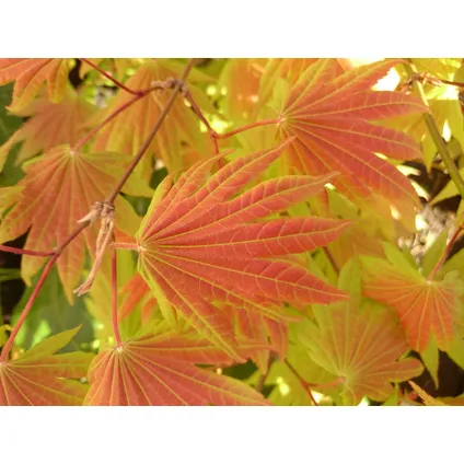 Acer palmatum 'Moonrise' - Japanse esdoorn - Pot 19cm - Hoogte 80-90cm 3