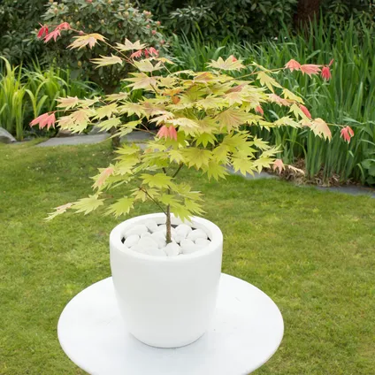 Acer palmatum 'Moonrise' - Japanse esdoorn - Pot 19cm - Hoogte 80-90cm 4