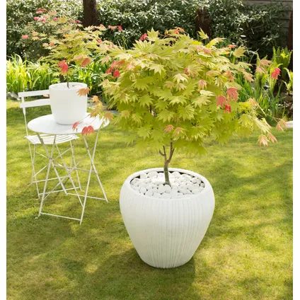 Acer palmatum 'Moonrise' - Japanse esdoorn - Pot 19cm - Hoogte 80-90cm 5