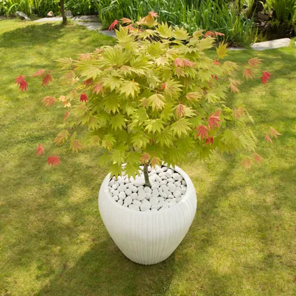 Acer palmatum 'Moonrise' - Japanse esdoorn - Pot 19cm - Hoogte 80-90cm 6
