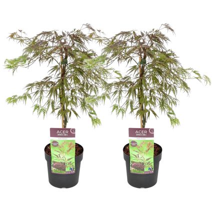 Acer palmatum 'Inaba-shidare' - Set de 2 - Erable - Pot 13cm - Hauteur 30-40cm