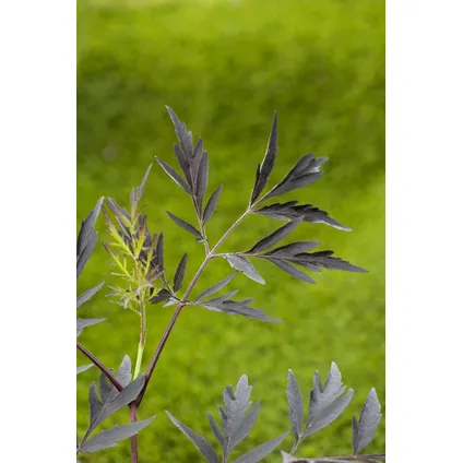 Sambucus nigra 'Black Lace' - Set van 4 - Pot 17cm - Hoogte 25-40cm 2