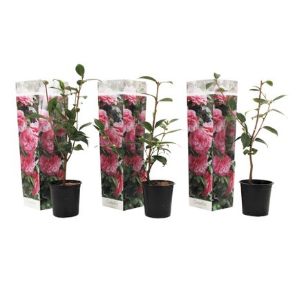 Camellia Japonica - Set van 3 - Roze - Japanse Rozen - Pot 9cm - Hoogte 25-40cm