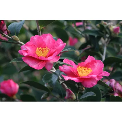 Camellia Japonica - Set van 3 - Roze - Japanse Rozen - Pot 9cm - Hoogte 25-40cm 2