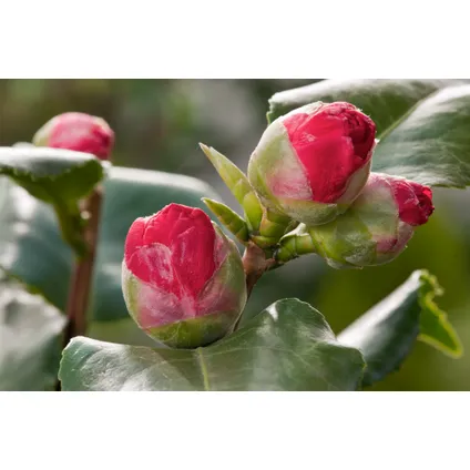 Camellia Japonica - Set van 3 - Roze - Japanse Rozen - Pot 9cm - Hoogte 25-40cm 3