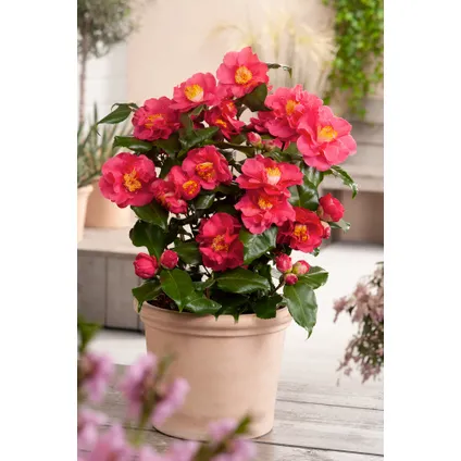 Camellia Japonica - Set van 3 - Roze - Japanse Rozen - Pot 9cm - Hoogte 25-40cm 4