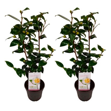 Camellia japonica 'Brushfield's Yellow' - Set de 2 - Pot 15cm - Hoogte 50-60cm