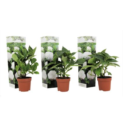 Hydrangea macrophylla - Wit - Set van 3 - Hortensia - Pot 9cm - Hoogte 25-40cm