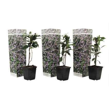 Toscaanse Jasmijn - Set van 3 - Roze - Tuinplanten - Pot 9cm - Hoogte 25-40cm