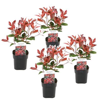 Photinia fraseri 'Red Robin' - Set de 4 - Persistantes - ⌀17cm - Hauteur 30-40cm
