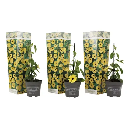 Thunbergia alata Lemon Star - Set van 3 - Klimplant - Pot 9cm - Hoogte 25-40cm