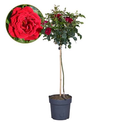 Rosa Palace 'Pride' - Rode stamrozen - Pot 19cm - Hoogte 80-100cm