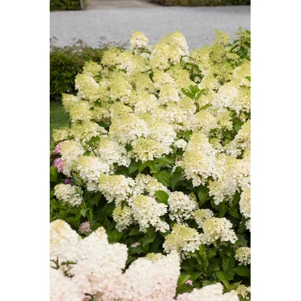 Hortensia Paniculata - Mix van 3 - Tuinplanten - Pot 9cm - Hoogte 25-35cm 4